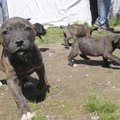  Macy’s puppies spend some free time outside their pen at the Humane Society for Animals in Rogers. ...