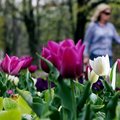 Janis Hatch strolls past a patch of tulips while walking her bloodhound, Beaumont, around Wilson Par...