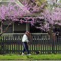 Clay Chipson walks Mica, his 3-year-old Chihuahua, amid the blooming redbud trees Wednesday lining C...