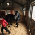 HORSING AROUND - Stacy Nazario of Pinnacle Friesians in Siloam Springs loads her 8-year-old Friesian...