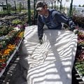 Mark Rockwell of Rockwell Farms Nursery unfolds a sheet of frost cloth Thursday while preparing to c...