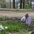  Patricia Colligan of Fort Worth weeds a flower bed Thursday at the Mount Sequoyah Retreat and Confe...