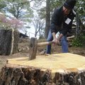  Bert Lott of Gonzalez, La., splits wood Thursday during the spring clean-up.
