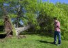  John Kang stands in his front yard near a 100-foot oak tree May 2, 2008, toppled by wind from an early morning storm at 102 N.W. Seventh St. in Bentonville. Kang said he was at work when the storm hit, but his wife and 16-year-old son were in their beds asleep. They both escaped injury.
