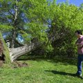  John Kang stands in his front yard near a 100-foot oak tree May 2, 2008, toppled by wind from an ea...