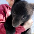 Kadi Ryan, 16, holds a squirming 12-week-old black bear cub called Wilbur at Wild Wilderness Drive T...