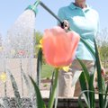 WELLNESS WORK - Volunteer Betty Lawson waters tulips and daffodils Monday in the garden at the Roger...