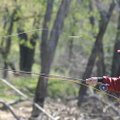  Russ Tonkinson of Rogers casts a fly rod for white bass on the War Eagle River last week. White bas...