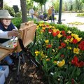  Willis Miller of Fayetteville paints a group of tulips Wednesday in front of French Metro Antiques ...