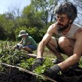 John Olive and Sara Milford (left), both of Fayetteville, plant some traditional medicinal plants Su...
