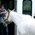 Sandra Davis, a horse trainer from Farmington, braids the forelock of horse Boutime before it compet...
