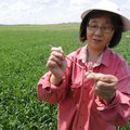 Jong Jun Shen puts an aphid in a vial Monday while collecting insects in a wheat field at the Univer...