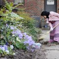 Salma Nazarkhan cleans up a flower bed Monday at Leverett Elementary School in Fayetteville with oth...