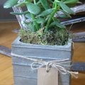 Certified by the Green Plus Program, Brick Street Botannical repurposes castaways like concrete or g...
