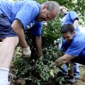 RAIN GARDEN - Ron Mynatt, left, and Sean Jill plant an American Holly tree Friday at the Horsebarn T...