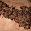 The Ozark Big-Eared bat, shown hanging from a wall of a cave, is an endangered species that official...