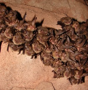 The Ozark Big-Eared bat, shown hanging from a wall of a cave, is an endangered species that officials say poses a threat to the feasibility of the development of wind energy in Washington County.