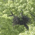  A bald eagle sits Thursday in a nest near Beaver Dam. The nest is believed to be the second eagle n...