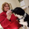 Sherryl Robinson with Border Collie Rescue of the Ozarks feeds a treat to Olivia while waiting for a...