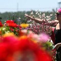 Olivia Apple of Goshen shops for flowers at College Gardens Tuesday, May 4, 2010 off College Avenue ...