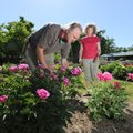 Henry and Karen Chotkowski cut peonies Wednesday in preparation for their annual Mother’s Day Peony ...