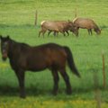 Elk graze in a field near a horse in Boxley Valley on Thursday evening. The elk attract hundreds of ...