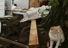 A muddy kitten takes cover next to a tree after a tornado swept through the mobile home community of Prairie Creek Village in Slaughterville, Okla., flattening several homes on Monday.