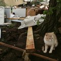 A muddy kitten takes cover next to a tree after a tornado swept through the mobile home community of...