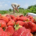 Dennis McGarrah, owner of McGarrah Farms near Pea Ridge, picks strawberries Wednesday at his farm. T...