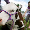 Fourth-grader Lainey Evans, 10, pets Mickey, a show heifer owned by Faith Bomstad of Timbercrest Far...