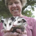 Baby opossums rest in the hands of wildlife rehabilitator Lynn Sciumbato. She’s been treating injure...