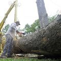 Charles Fletcher with Action Tree Service cuts a section of a sycamore tree Wednesday so Terry Trott...