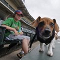 A NOSE FOR BASEBALL - Gage Gadberry of Greenbrier and his puppy Sugar watch A Hawg Showcase baseball...