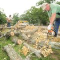 CUTTING UP - Ray Braly, left, owner of Circle B Tree Topping Service in Lincoln, and employee Jerry ...