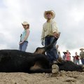 Professional cowboy Chad Amos holds onto a roping steer as Hadassah Holden, 8, of Bentonville perfor...