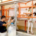 GOT MILK? A heavy producer named Daisy watches Saturday as her owner Tyler Chupp adjusts the milking...