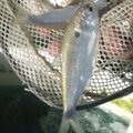 Loch Lomond in Bella Vista is being stocked with threadfin shad to provide more forage for game fish...