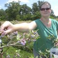 Kristal Carson of Rogers picks blueberries June 17 at The Blueberry Patch off New Hope Road in Roger...