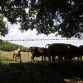 A herd of cattle stays close to the shade Friday in a field near Prairie Grove. Temperatures hoverin...