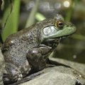 Frogging season opens in Missouri on Wednesday.
