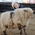 WOOLLY RIDE - Wynn Morgan, 4, competes Thursday in the Mutton Bustin’ competition at the Rodeo of th...