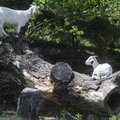 Goats occupy a log in an enclosure Tuesday in Greenland, seemingly enjoying the afternoon sunshine. ...