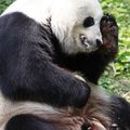 Tian Tian, one of the National Zoo's pandas, appears to wipe his face while eating a fruit popsicle ...