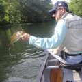 Russ Tonkinson of Rogers lifts a smallmouth bass from Indian Creek during a 4-mile float trip. The d...