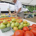 VEGGIE VARIETY (Above) Jim Robinson of Springdale puts okra out for display Friday at his vegetable ...