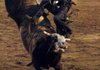 Wagner Luciano of Brazil dismounts Bad Medicine after earning a score of 87.5 at the Buckin’ in the Ozarks bull riding competition Saturday at Parsons Stadium in Springdale. The score was good enough for the victory, Luciano’s third since January, and the top prize of $10,000.