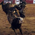 Wagner Luciano of Brazil dismounts Bad Medicine after earning a score of 87.5 at the Buckin’ in the ...