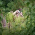 Calli Long, 10, of West Fork, focuses her concentration Tuesday morning on the wildlife at the Botan...