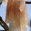 This June 15, 2010 photo provided by the University of California Santa Barbara shows pyrosomes, cuc...