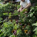 BRICK HOUSE BONANZA - David Lewis, chef and owner of Brick House Garden in Fayetteville, stakes up a...